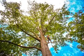 Professional Tree Services in Cedar City, UT