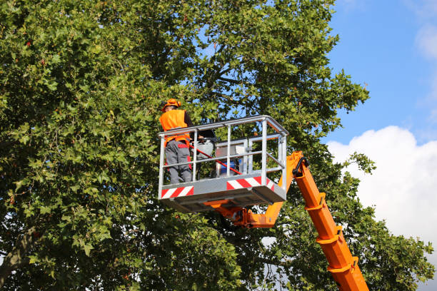 Best Tree Maintenance Programs  in Cedar City, UT