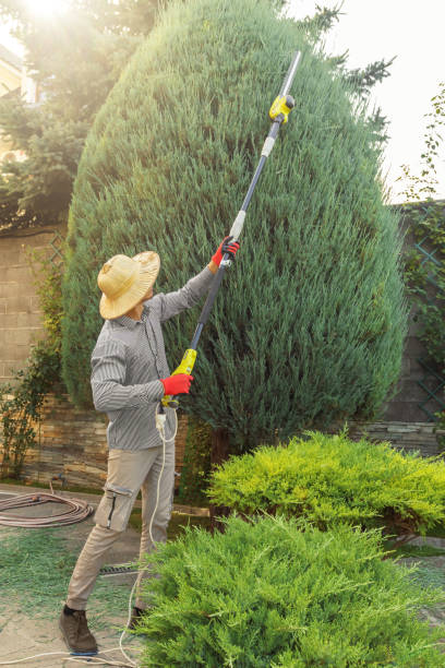 Best Tree Cabling and Bracing  in Cedar City, UT